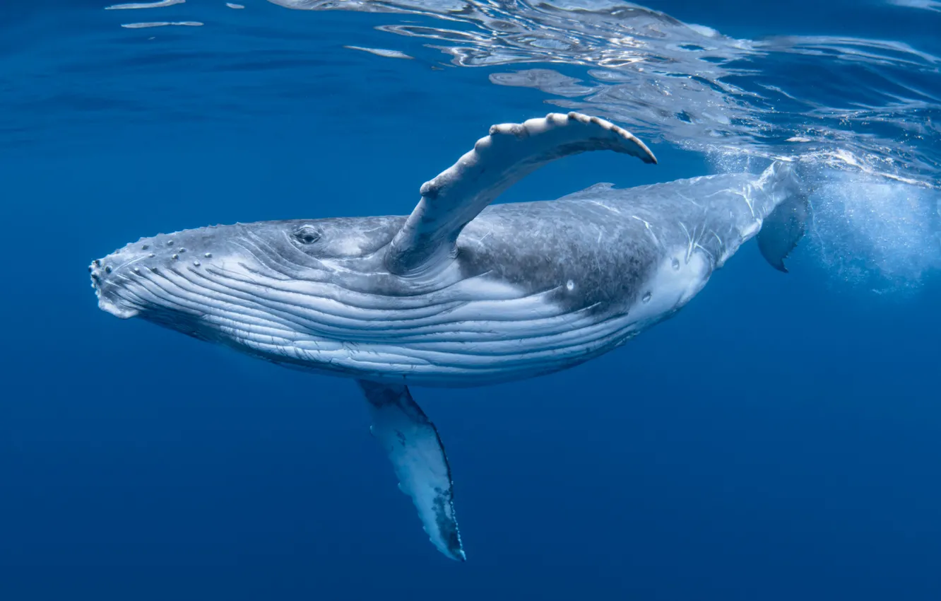 Фото обои вода, океан, кит, подводный мир, ocean, whale, горбатый кит, humpback whale