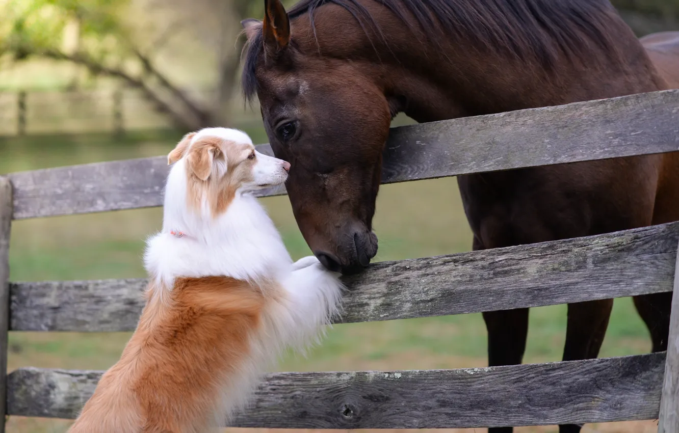 Фото обои конь, лошадь, забор, собака, дружба, друзья, Австралийская овчарка, Аусси