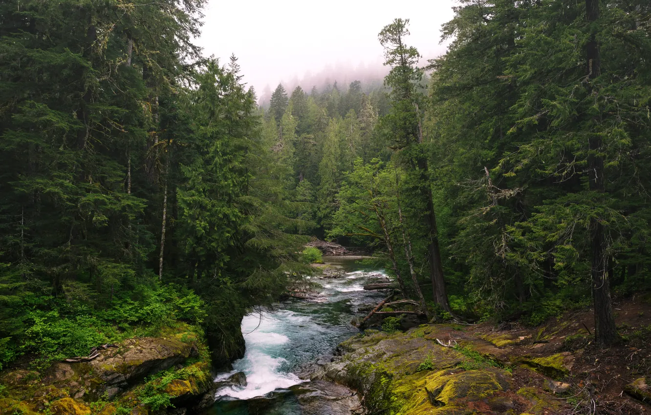 Фото обои лес, деревья, туман, ручей, течение, Вашингтон, США, Lewis