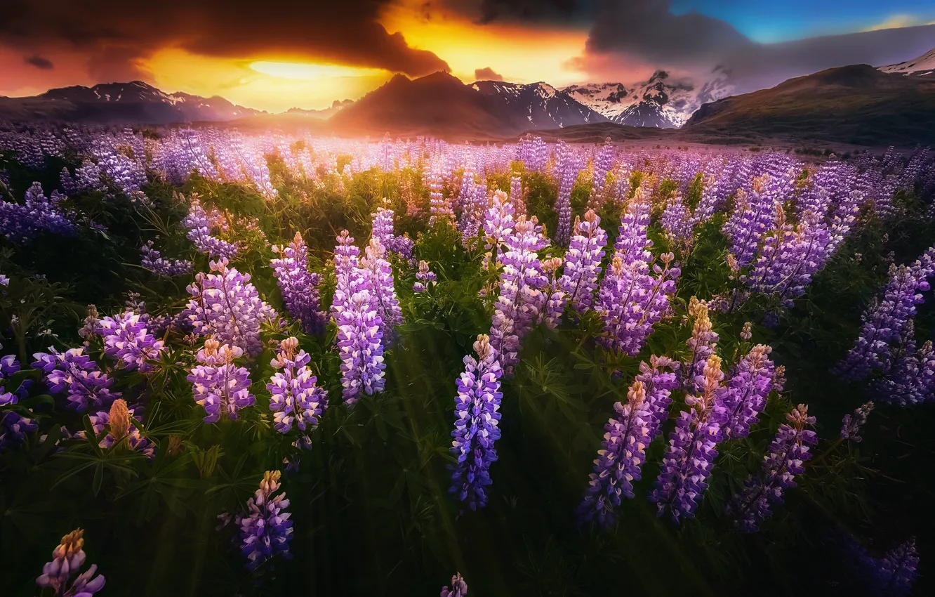 Фото обои облака, свет, цветы, горы, тучи, мрак, долина, Исландия