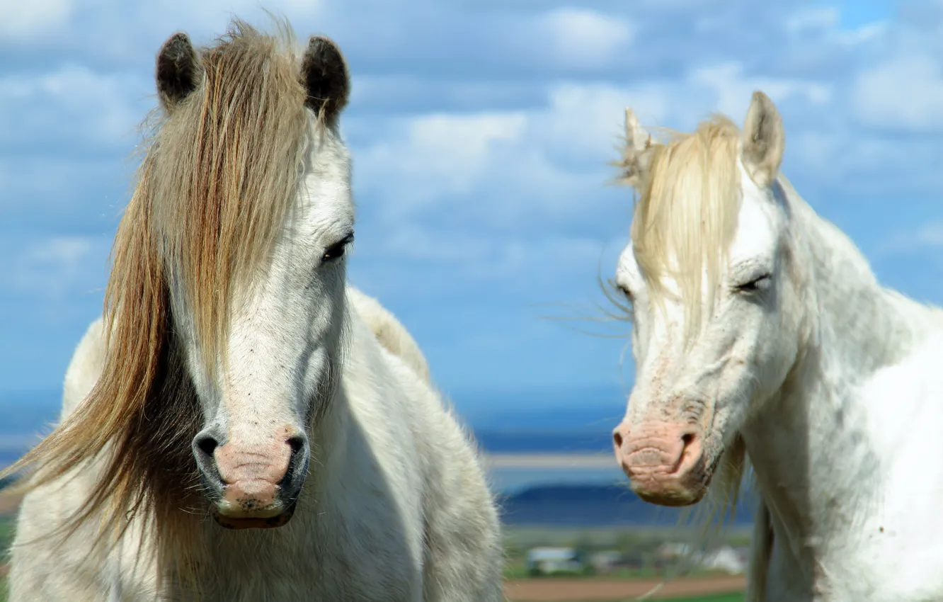 Фото обои кони, лошади, пара, грива