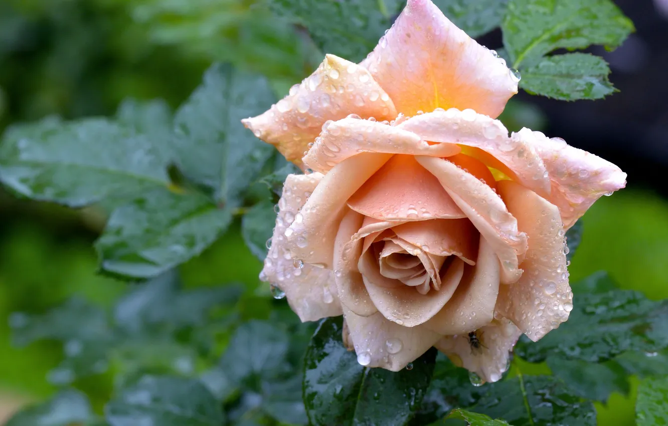 Фото обои капли, роза, бутон, после дождя