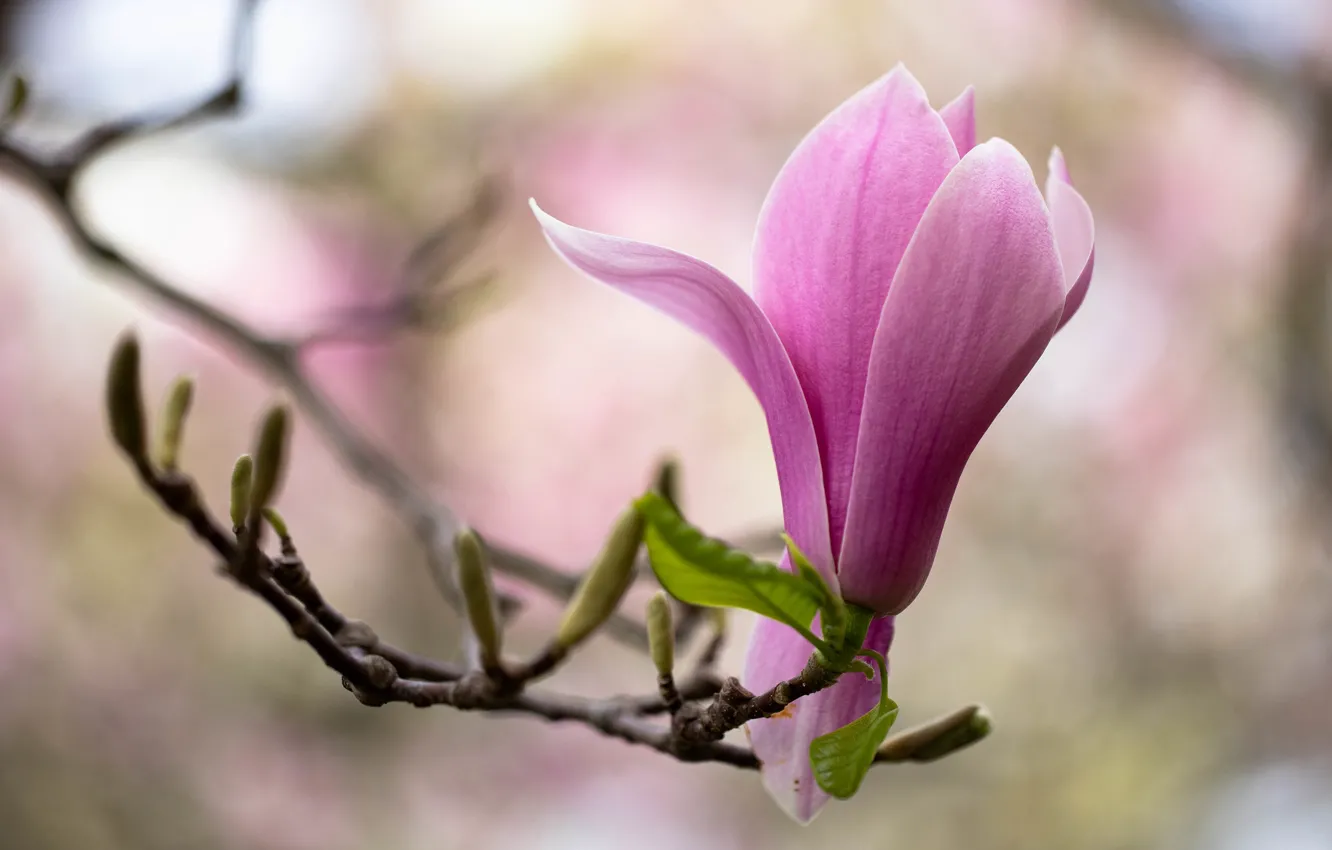 Фото обои цветок, макро, розовый, ветка, весна, цветение, магнолия