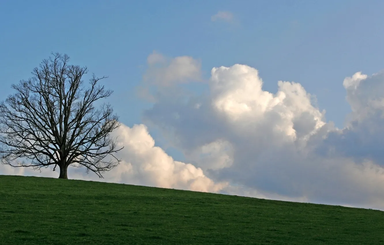 Фото обои облака, Дерево, луг