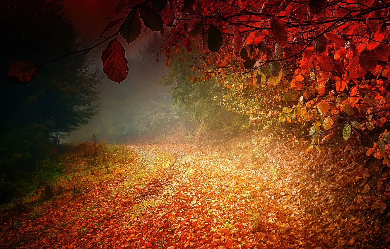 Фото обои дорога, осень, листья, деревья