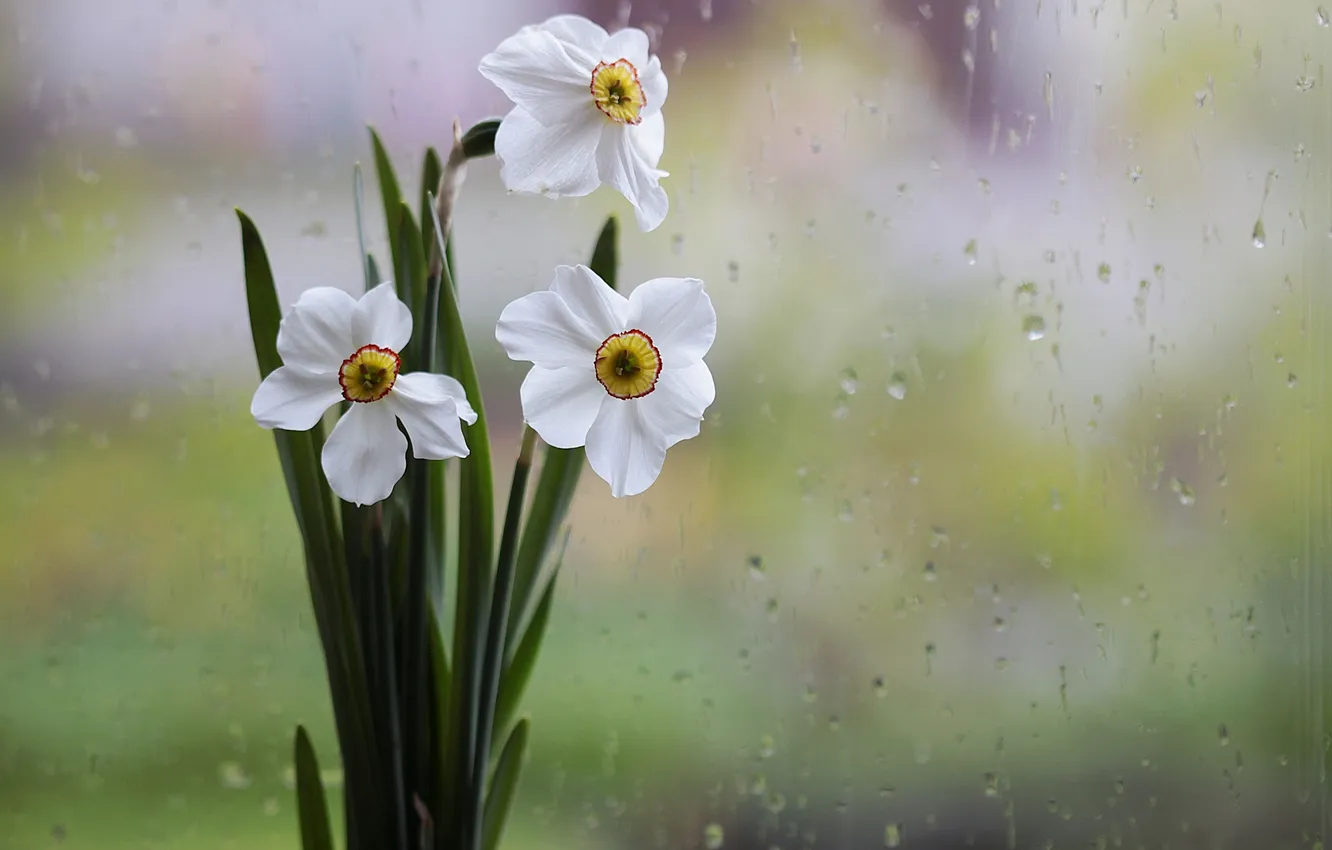Фото обои стекло, капли, цветы, дождь, ваза, белые, нарциссы