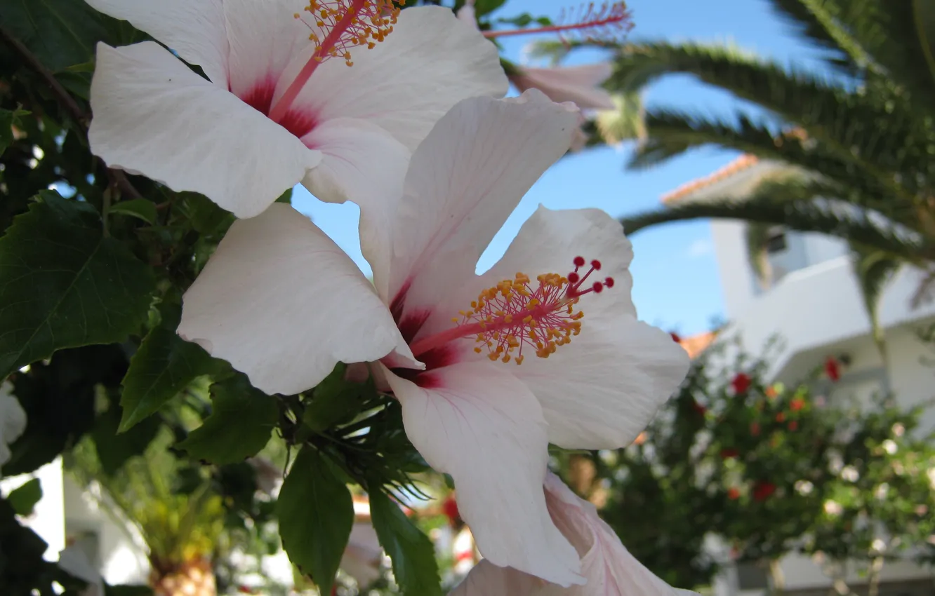 Фото обои листья, лепестки, тычинки, белые цветы, гибискус, оттенки розового, природа Греции