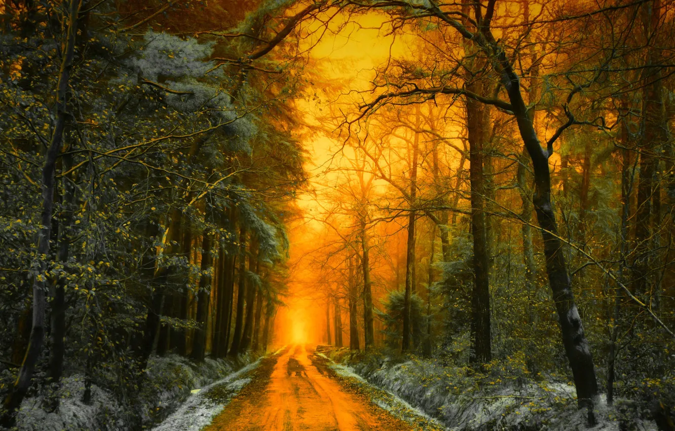 Фото обои дорога, осень, лес, свет, снег, деревья, пейзаж, закат