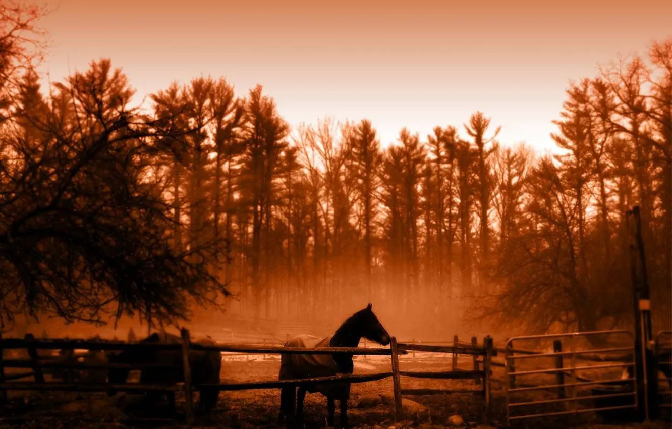Фото обои деревья, Лошадь, сепия