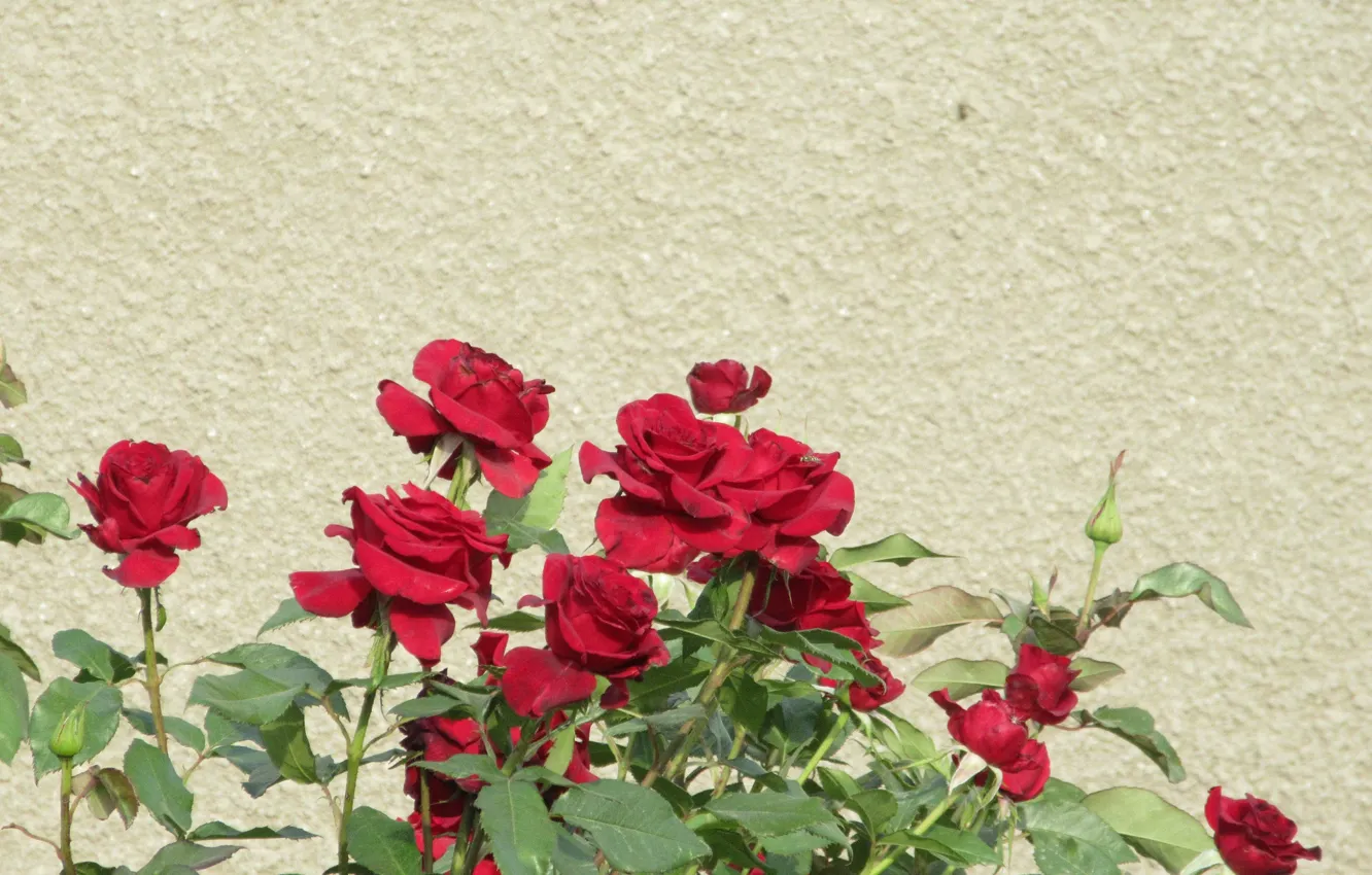 Фото обои стена, розы, красные розы, Mamala ©, лето 2018