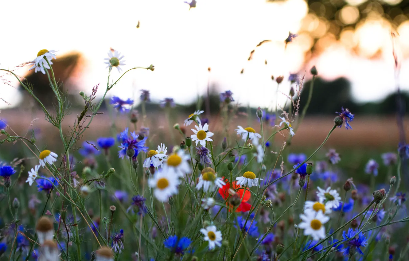 Фото обои поле, небо, трава, цветы, ромашка, луг