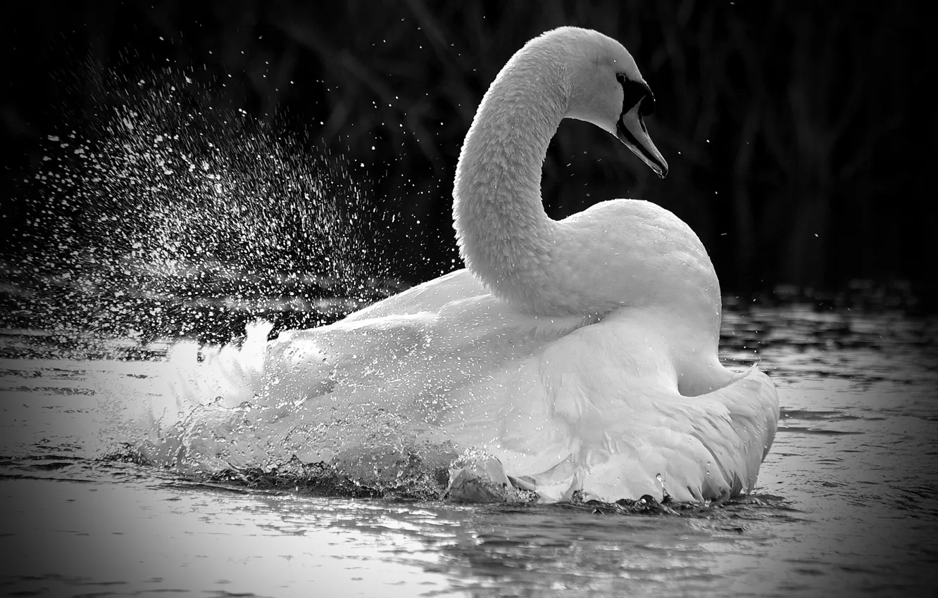 Фото обои белый, брызги, озеро, птица, лебедь, white, bird, water