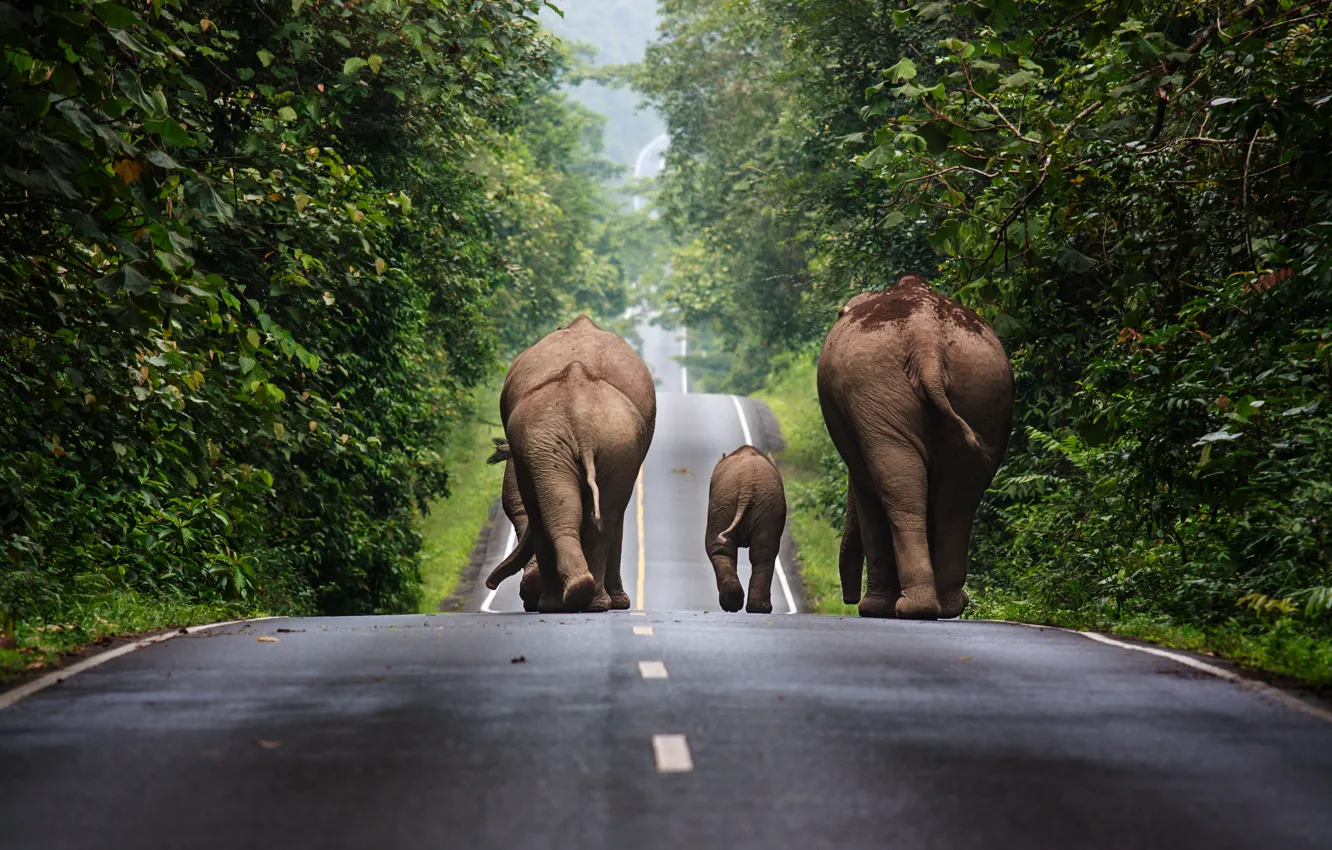 Фото обои деревья, трасса, Таиланд, слоны, дорожное движение