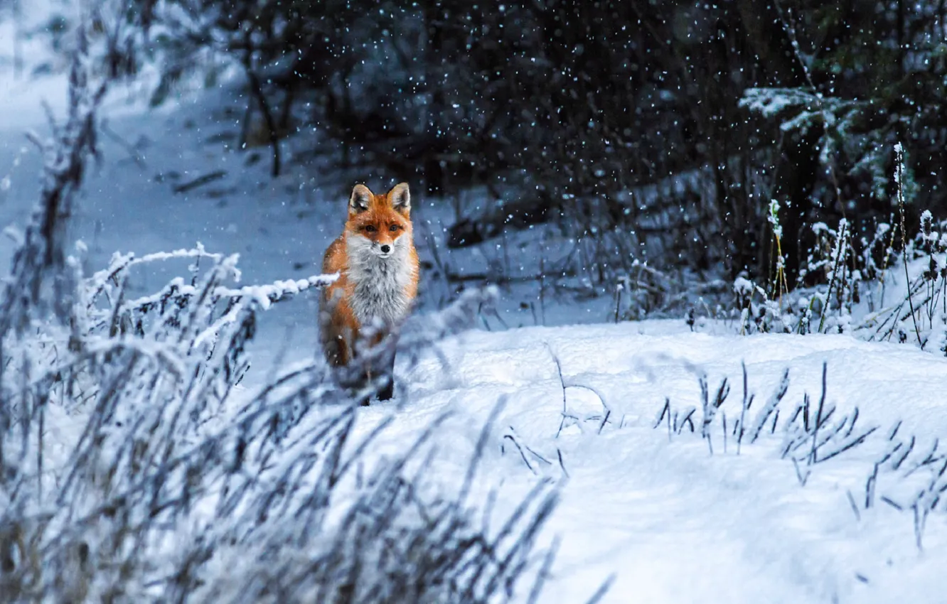 Фото обои зима, снег, лиса, Вячеслав Ложкин