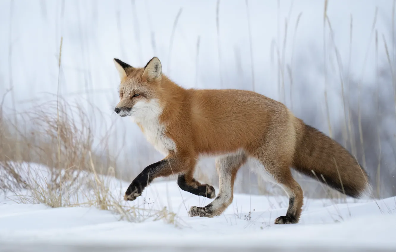 Фото обои зима, трава, снег, поза, поляна, лапы, колоски, бег