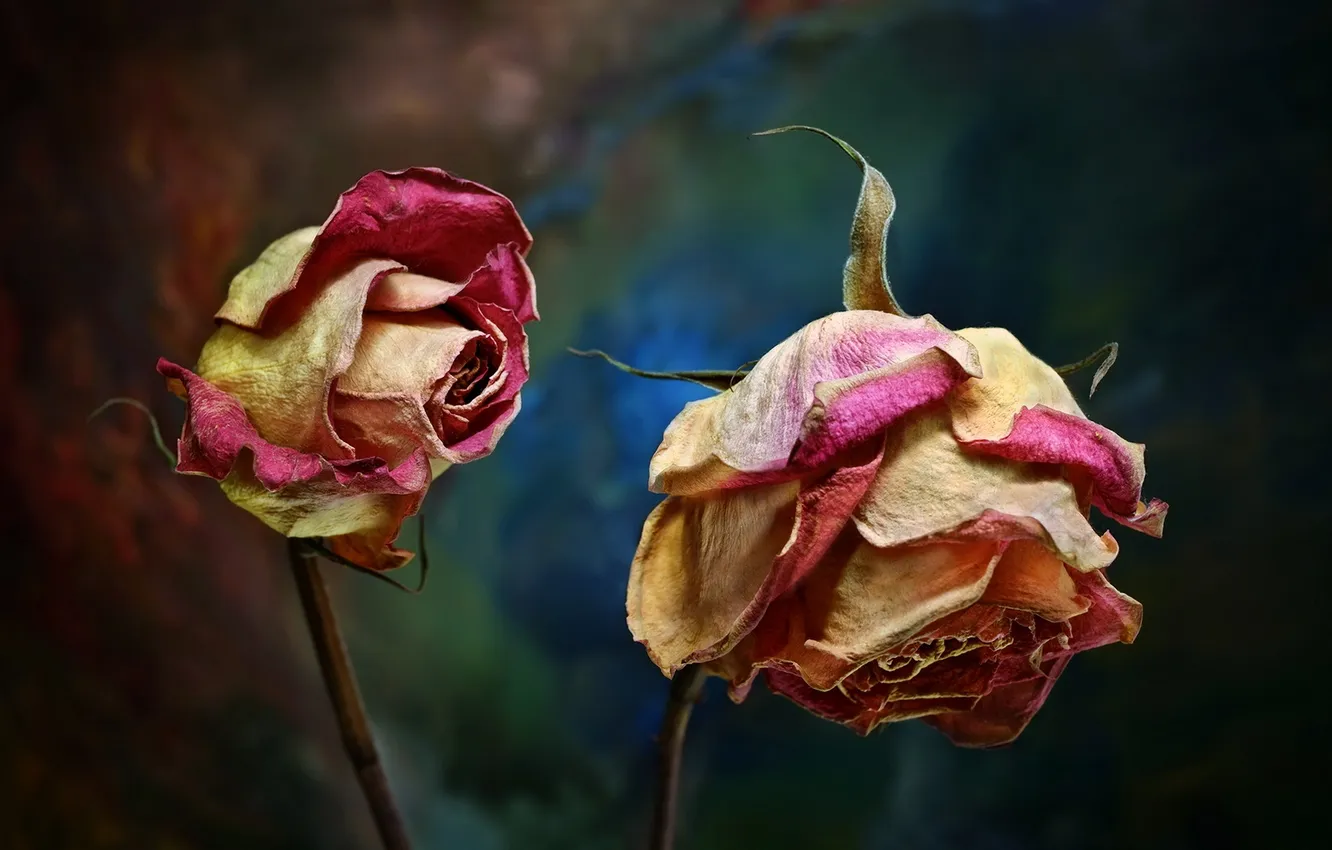 Фото обои цветы, природа, розы