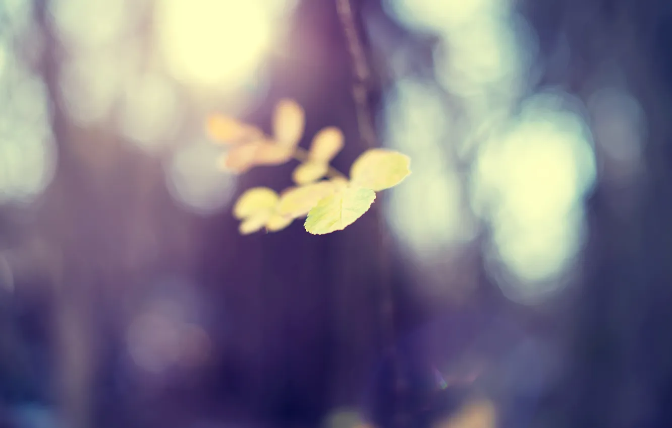 Фото обои листья, фокус, ветка, желтые, размытость