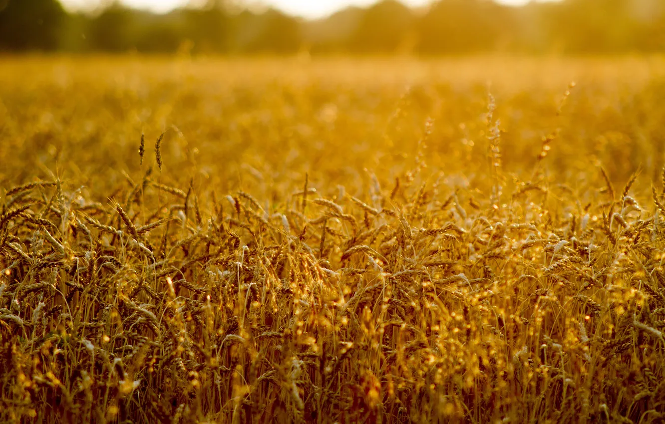 Фото обои пшеница, поле, солнце, настроение, колоски