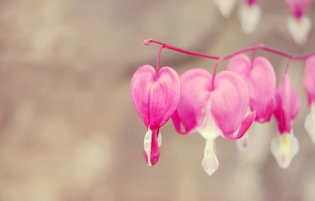 Фото обои цветок, макро, ветка, розовые, разбитое сердце