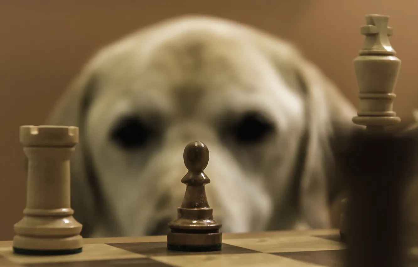 Фото обои друг, собака, шахматы
