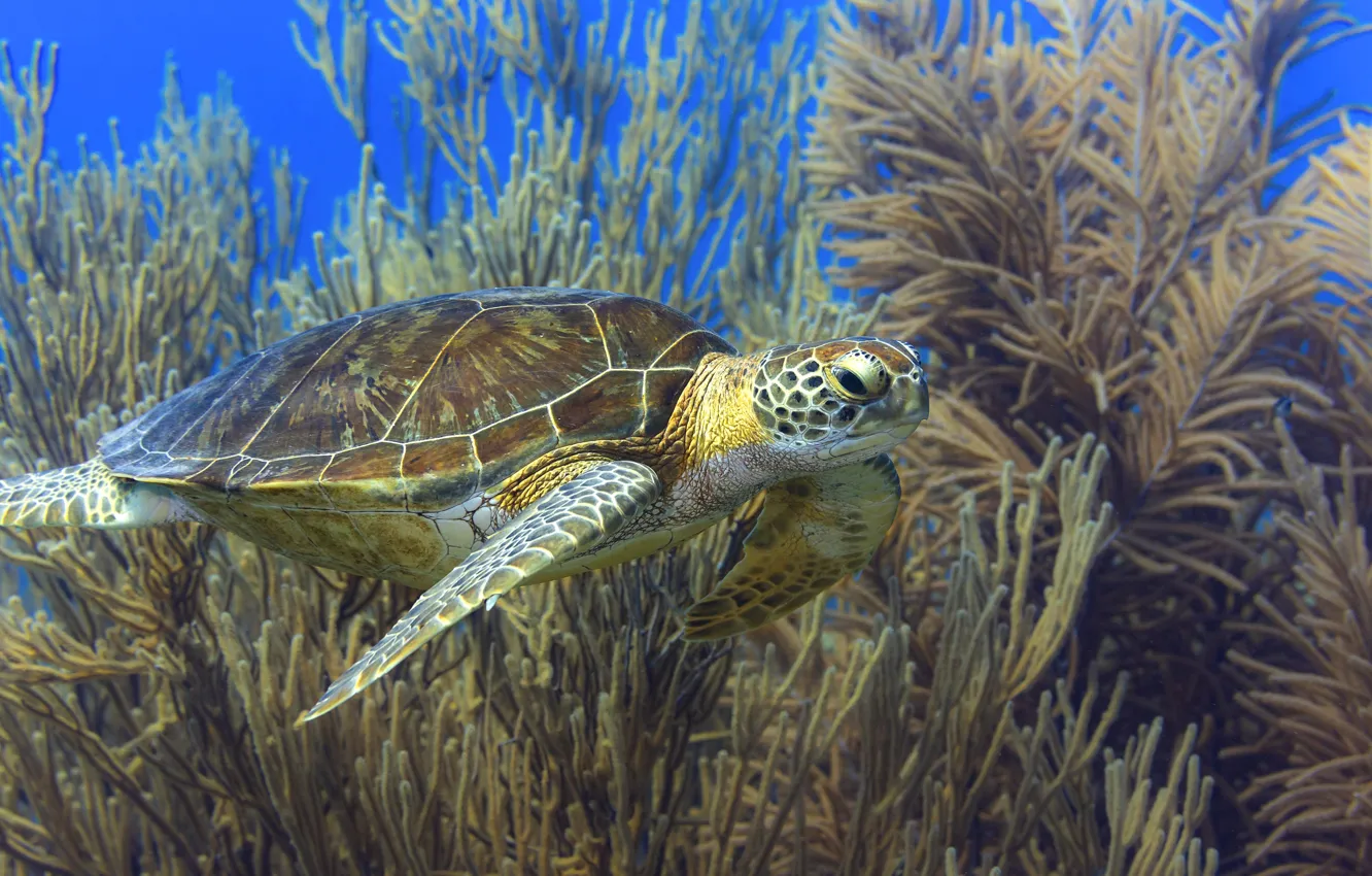 Фото обои море, черепаха, подводный мир, морская черепаха