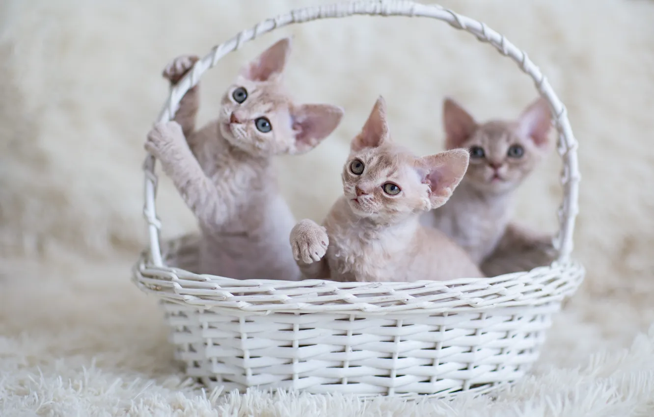 Фото обои взгляд, котята, малыши, корзинка, трое
