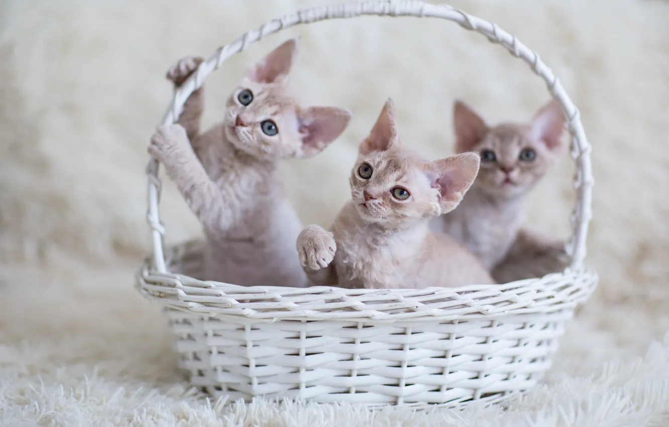 Фото обои взгляд, малыш, котёнок, корзинка, трое