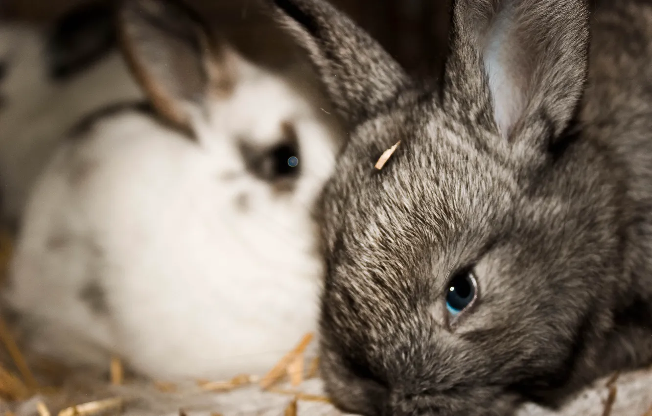 Фото обои животные, обои, кролики, малыши, крольчата