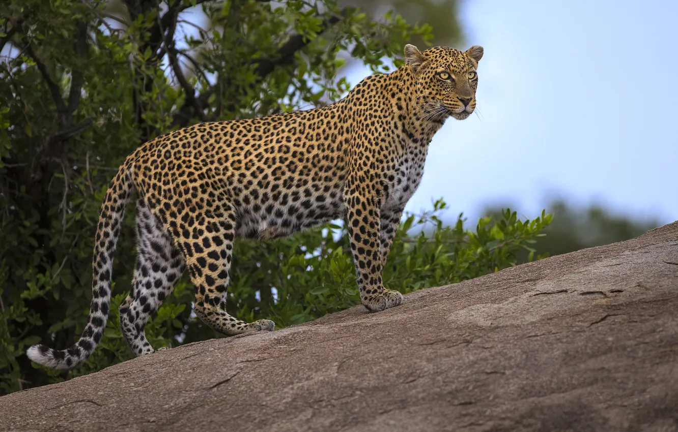 Фото обои взгляд, деревья, леопард