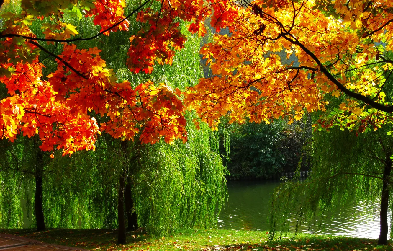 Фото обои осень, природа, река, фото, листва, Лес