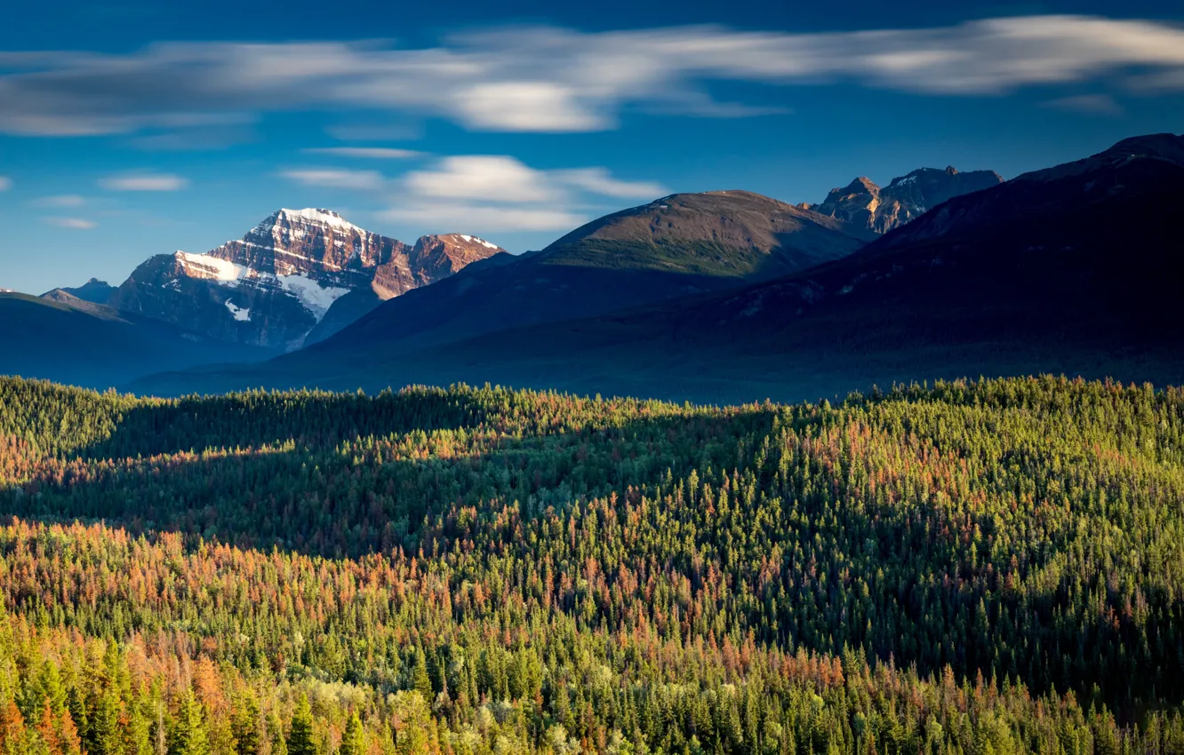 Фото обои лес, горы, Канада, Альберта, Национальный парк Джа́спер