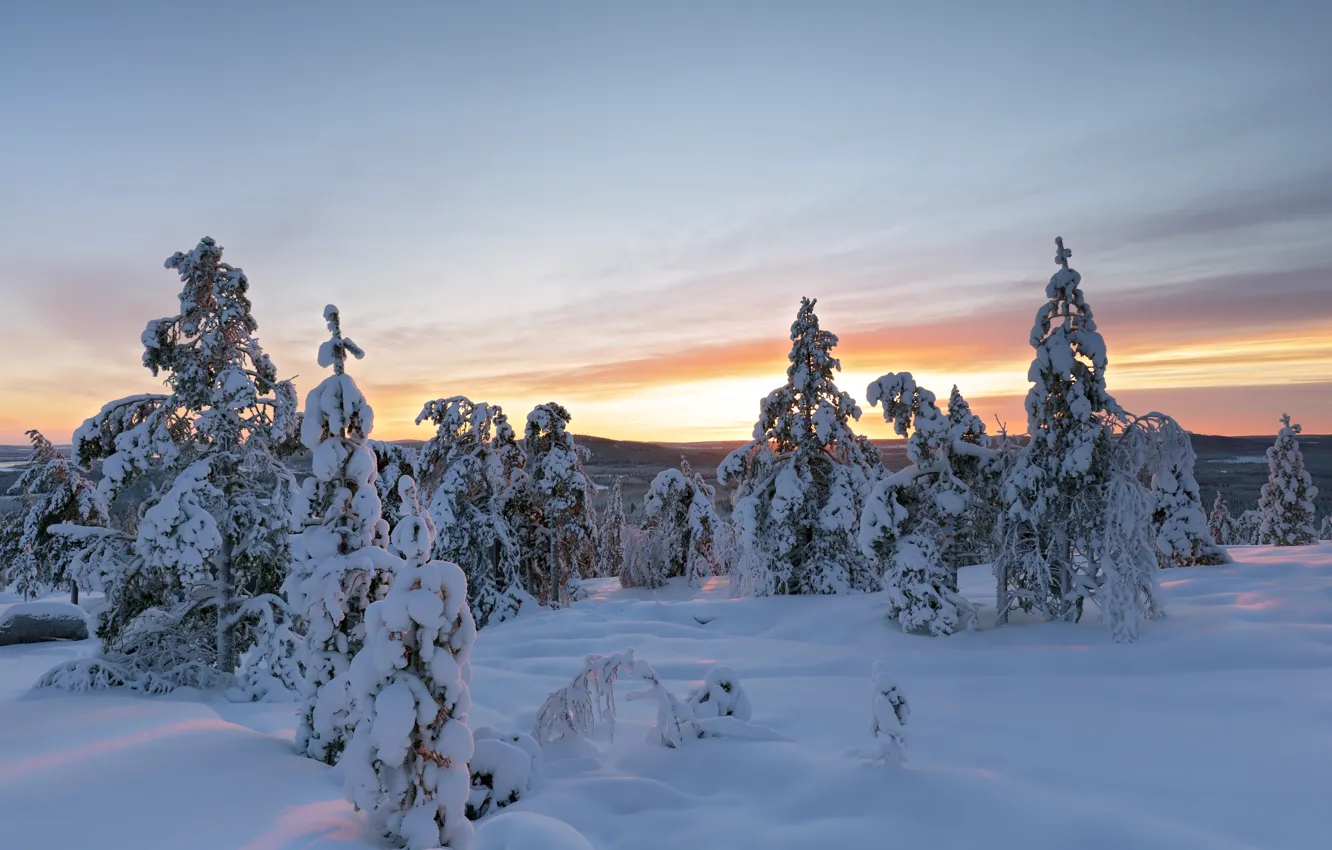 Фото обои зима, снег, деревья, сугробы, Швеция, Sweden, Overtornea, Эвертурнео