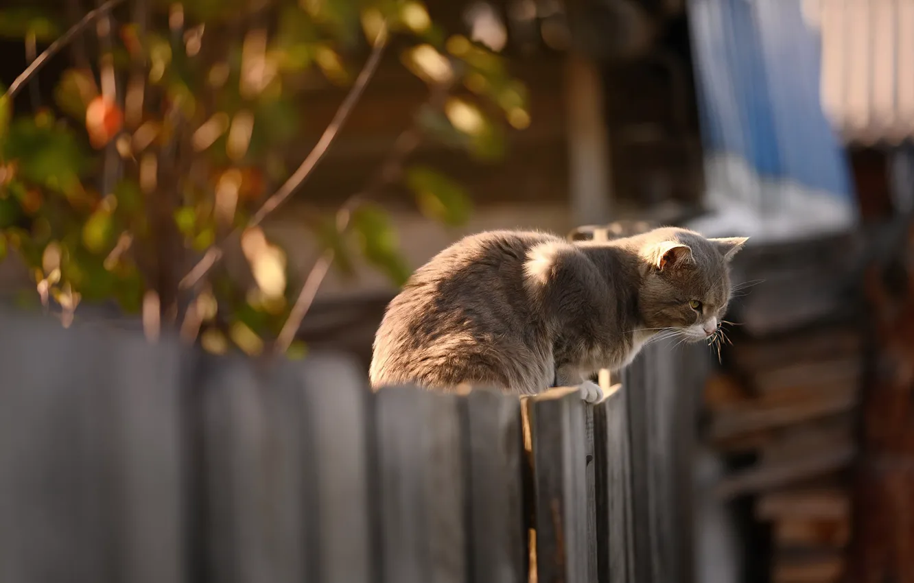 Фото обои на заборе, в деревне, серая кошка