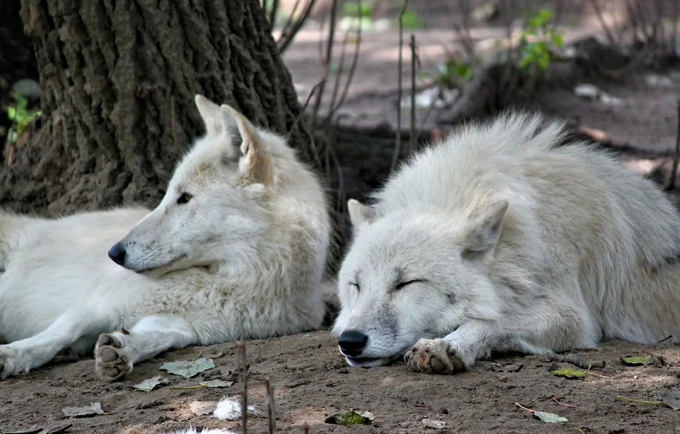 Фото обои predator, wolf, portrait, portrait., Canis lupus. face