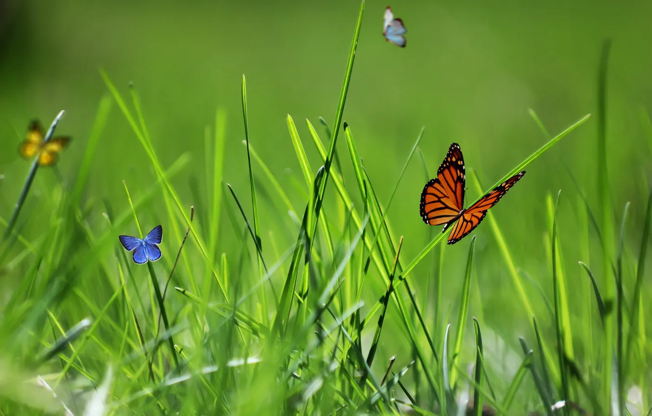Фото обои бабочки, природа, весна, травка