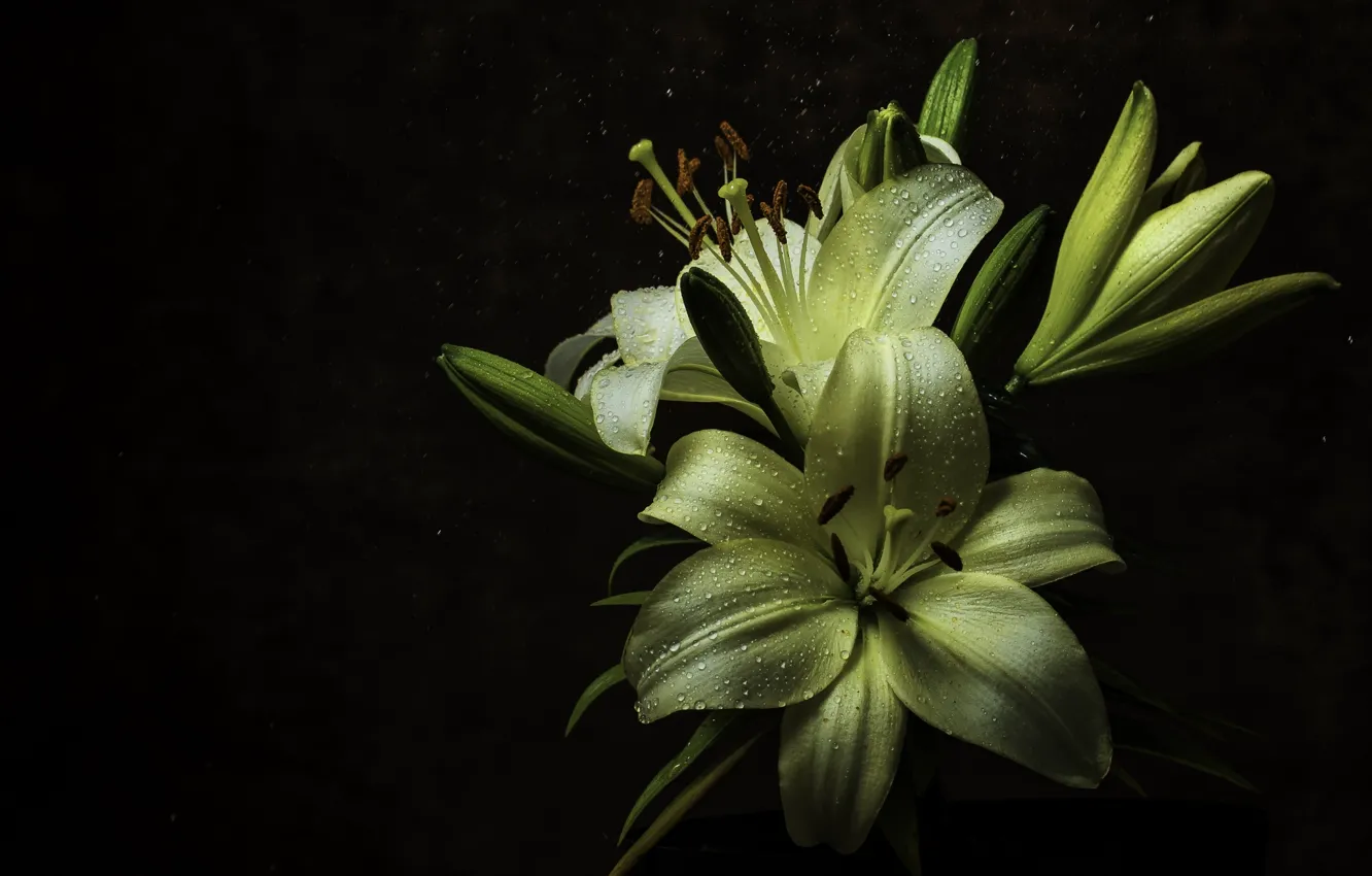 Фото обои капли, макро, ночь, роса, лилия, Flower, Rain, Yellow