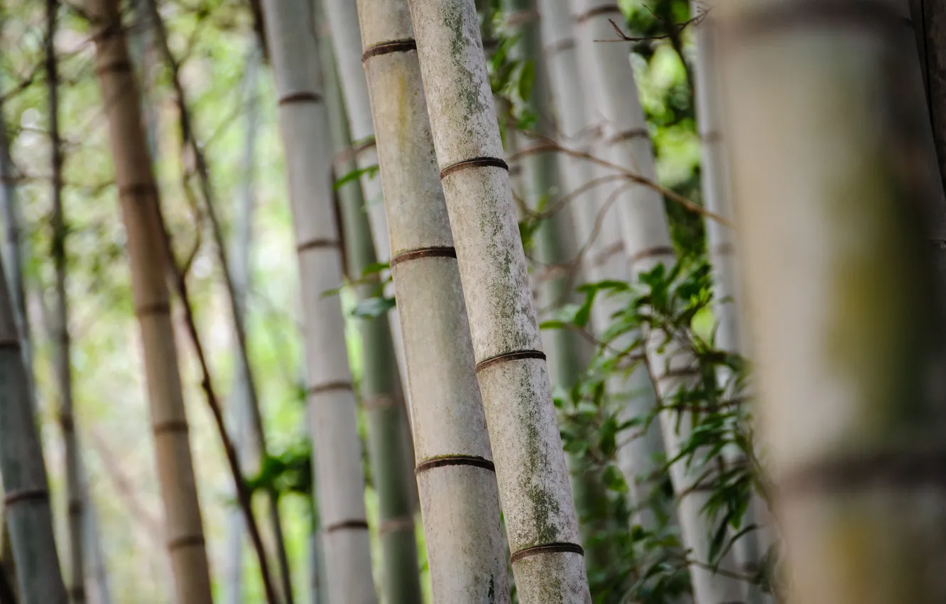 Фото обои деревья, полосы, стволы, фокус, бамбук, роща