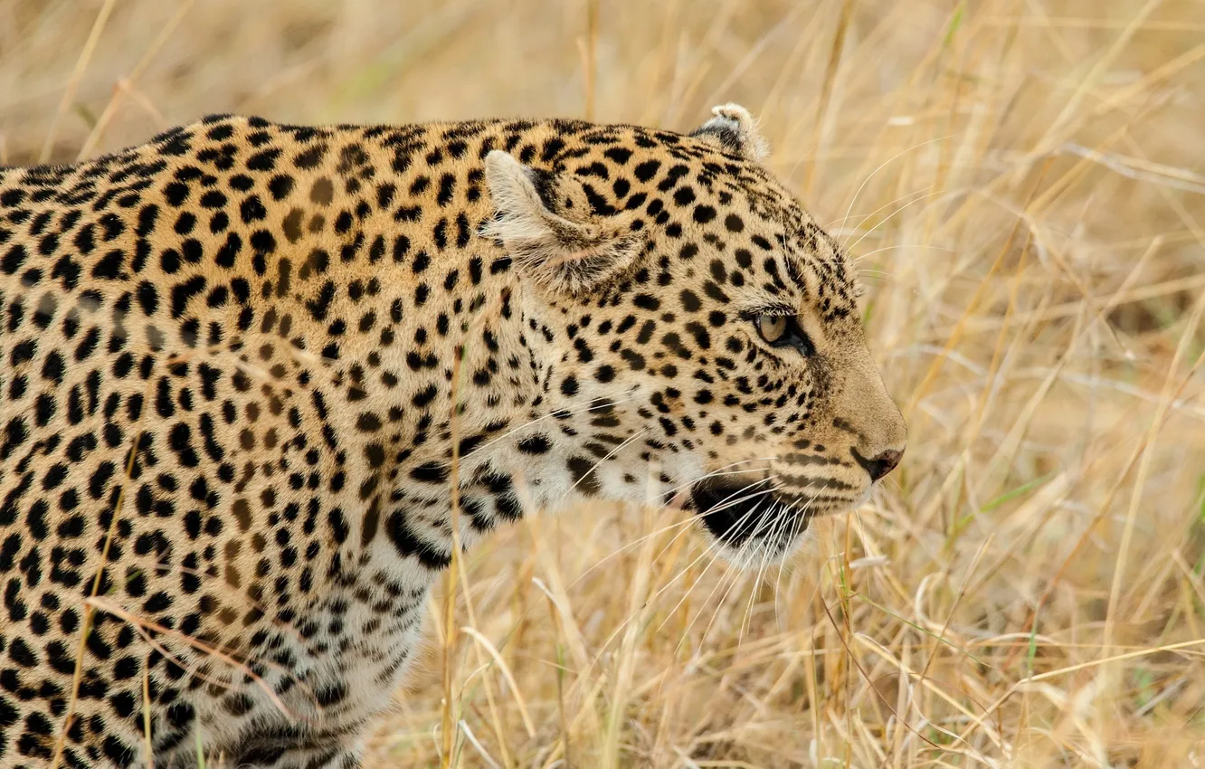 Фото обои трава, морда, хищник, леопард, профиль, дикая кошка