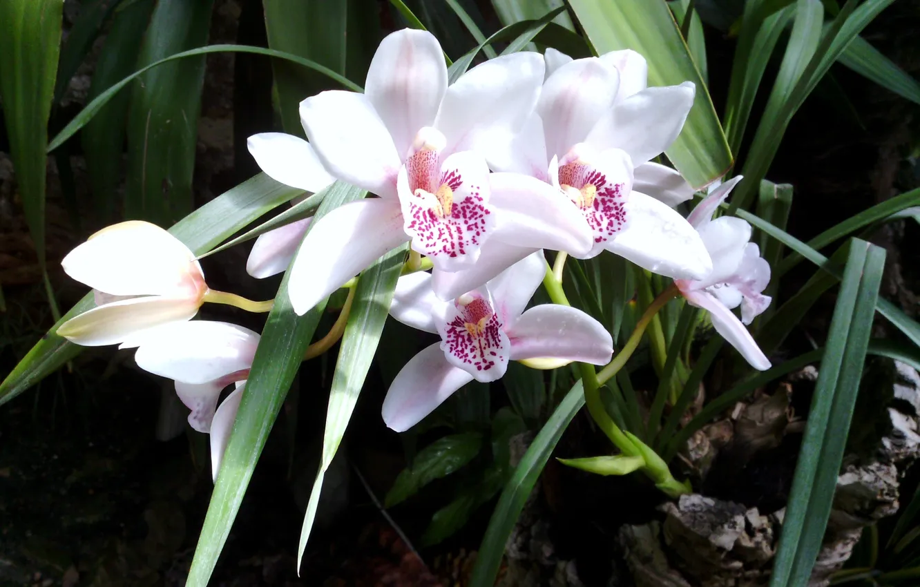 Фото обои цветы, орхидеи, белые орхидеи