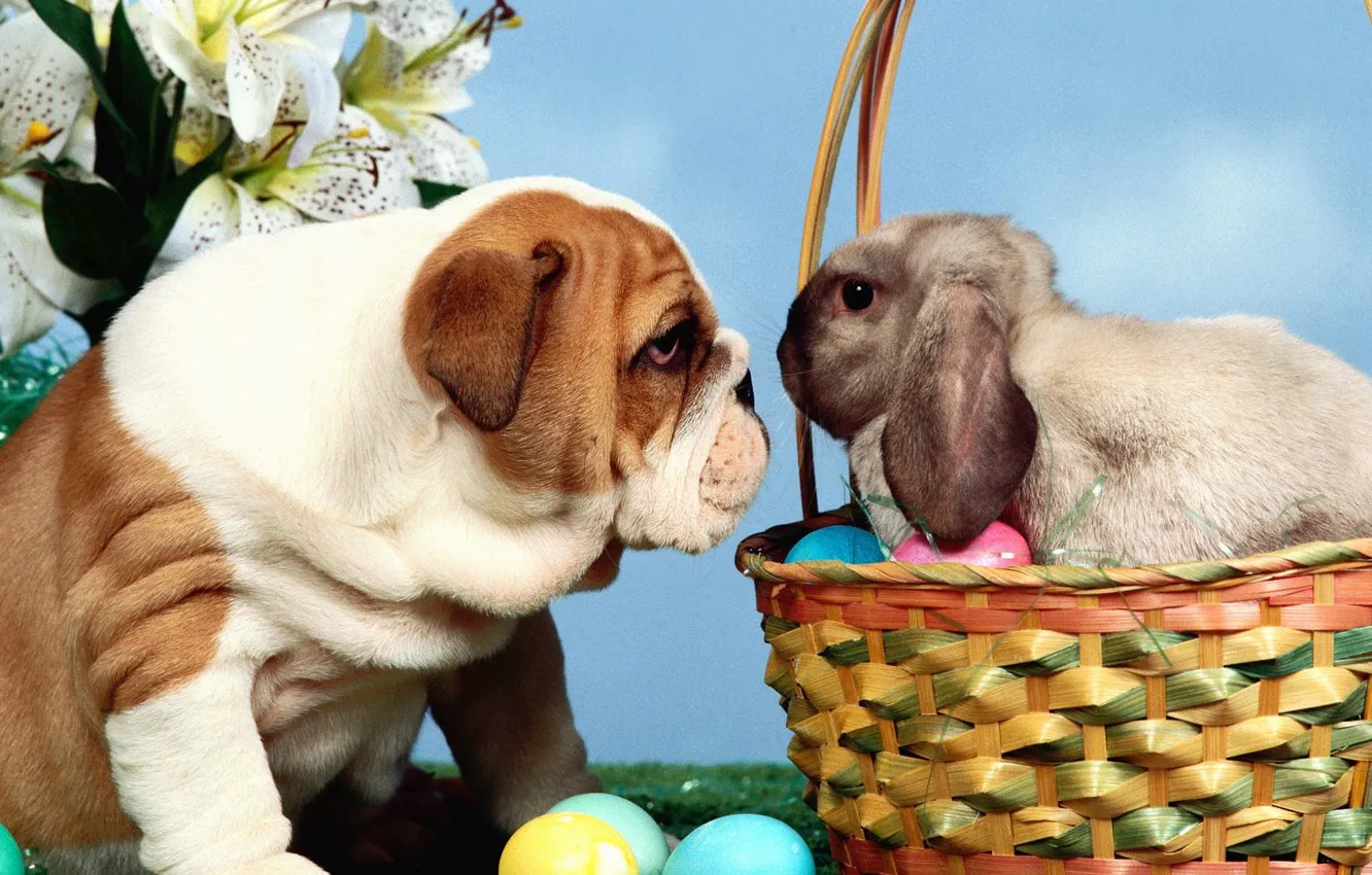 Фото обои взгляд, корзина, яйца, кролик, бульдог