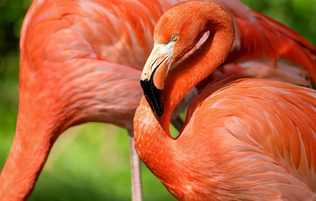 Фото обои птица, перья, клюв, фламинго, шея