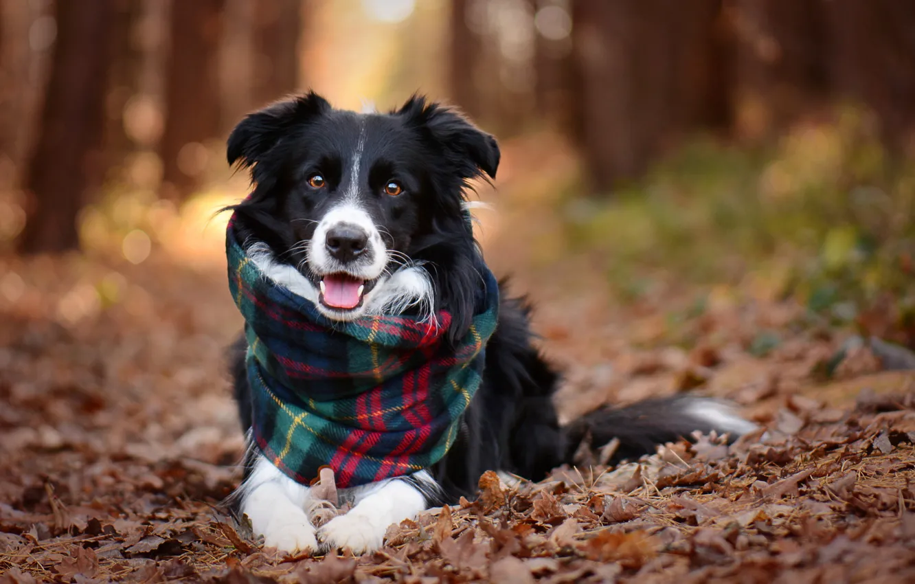 Фото обои осень, взгляд, листья, деревья, природа, животное, собака, шарф