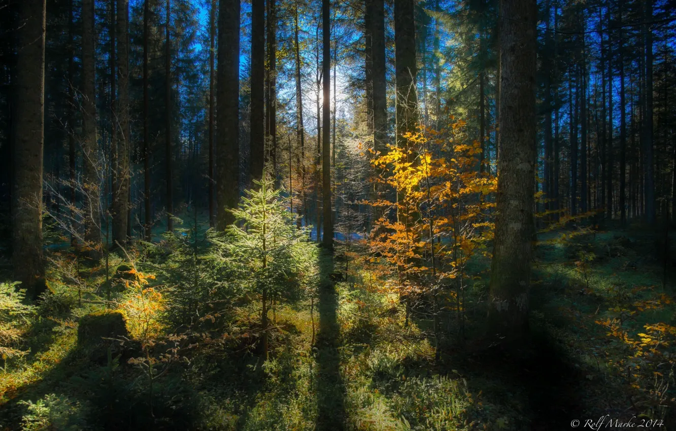 Фото обои осень, лес, листья, лучи, деревья, природа