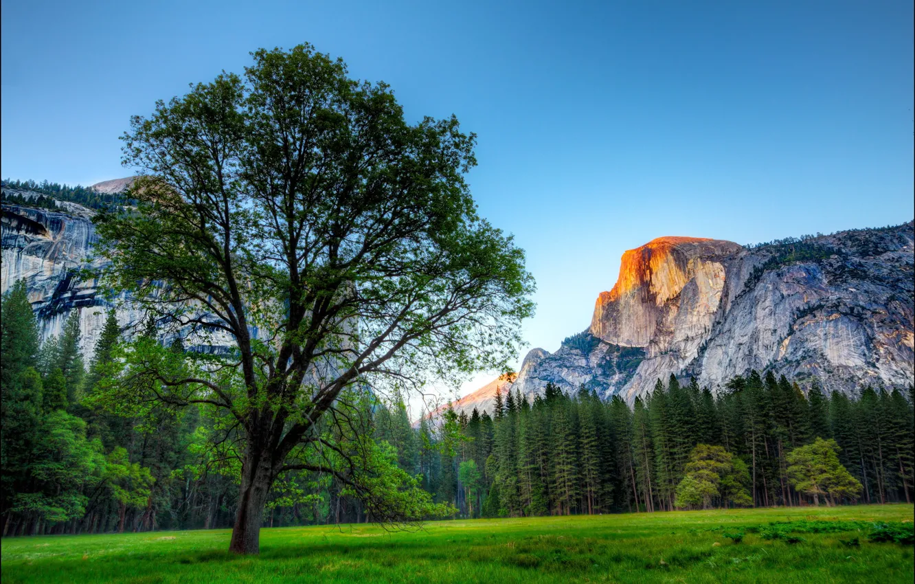 Фото обои деревья, горы, парк, дерево, скалы, США, Йосемити, трава.