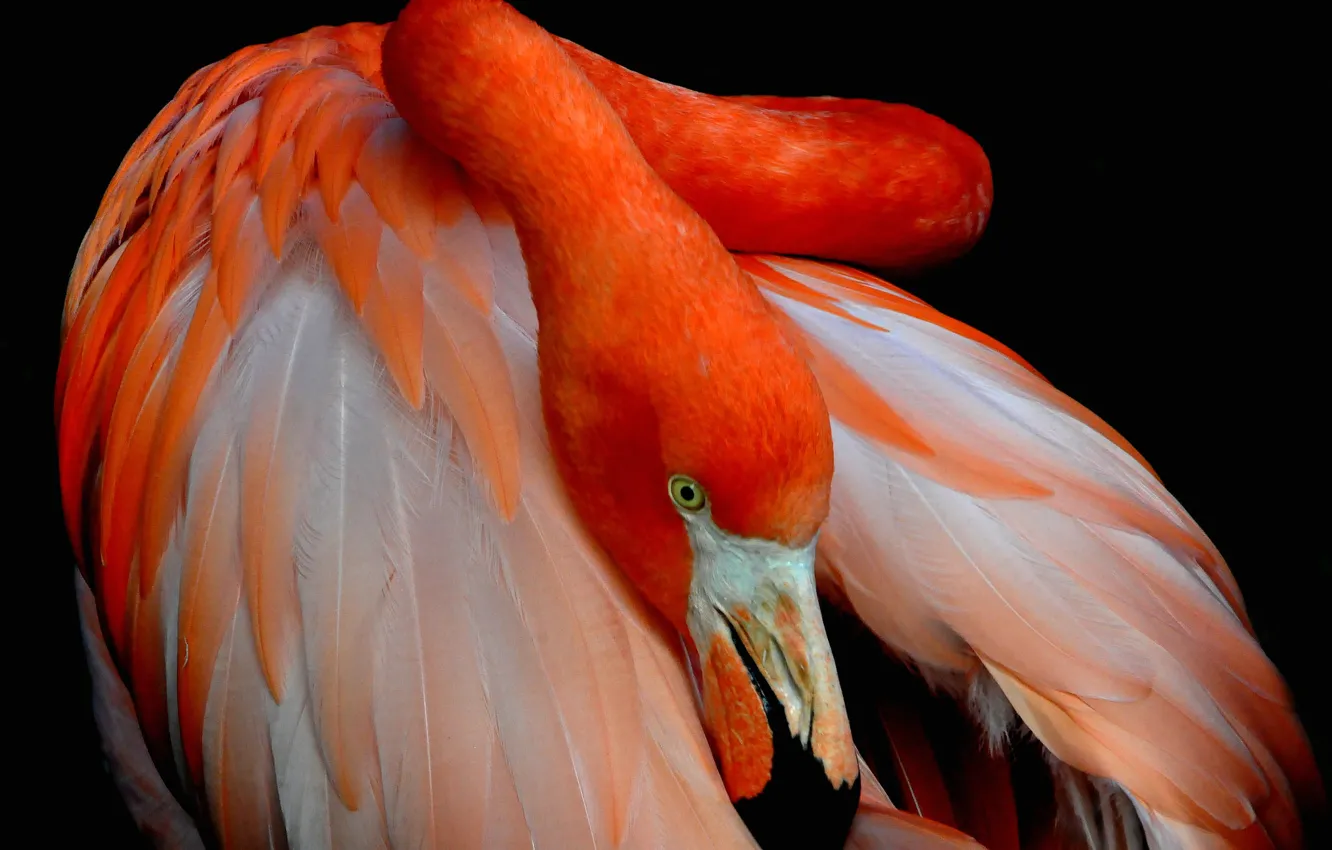 Фото обои птица, краски, перья, клюв, фламинго