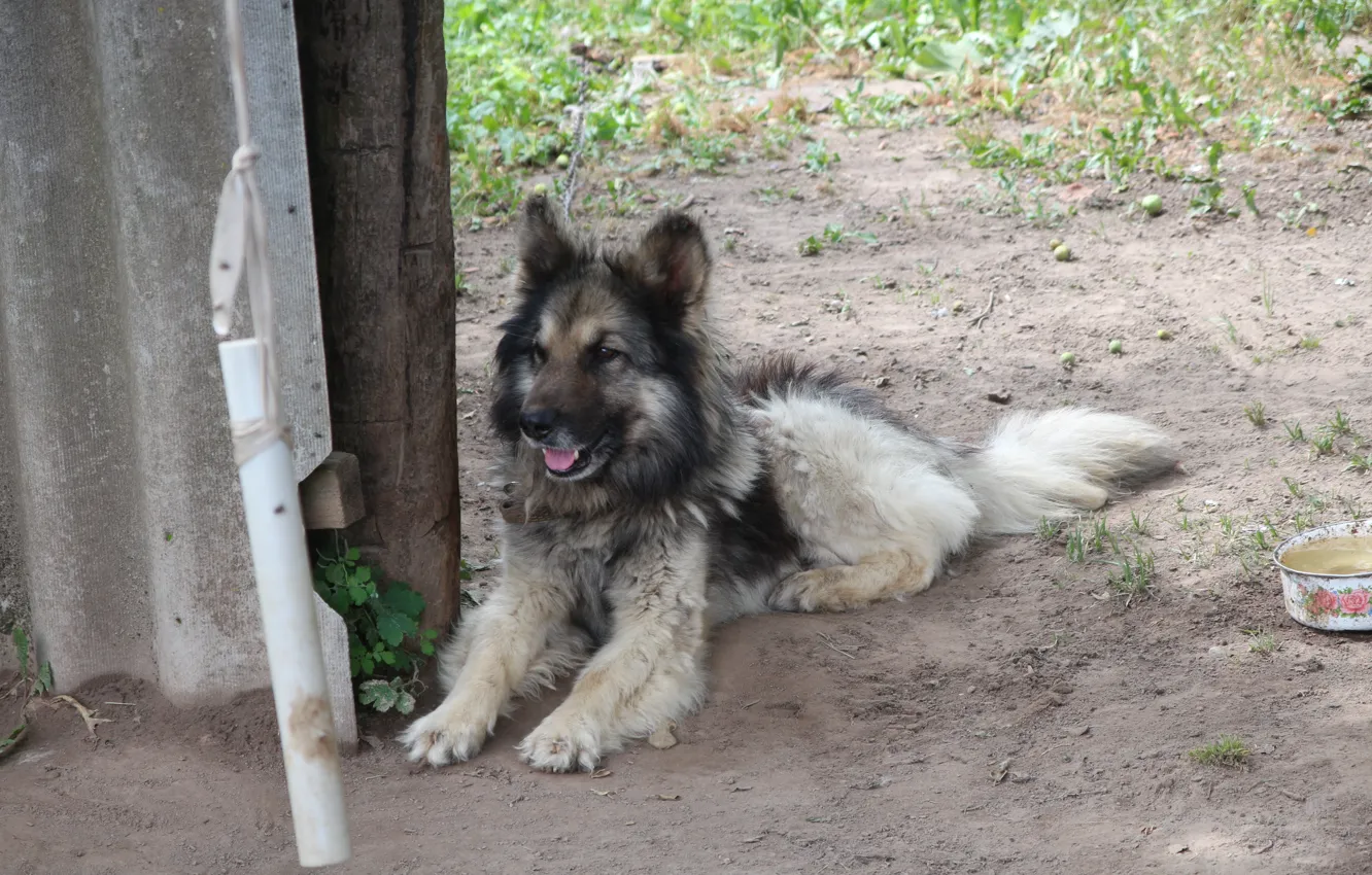 Фото обои макро, собака, дворняга, найк, Беларусь, моё фото, собака найк