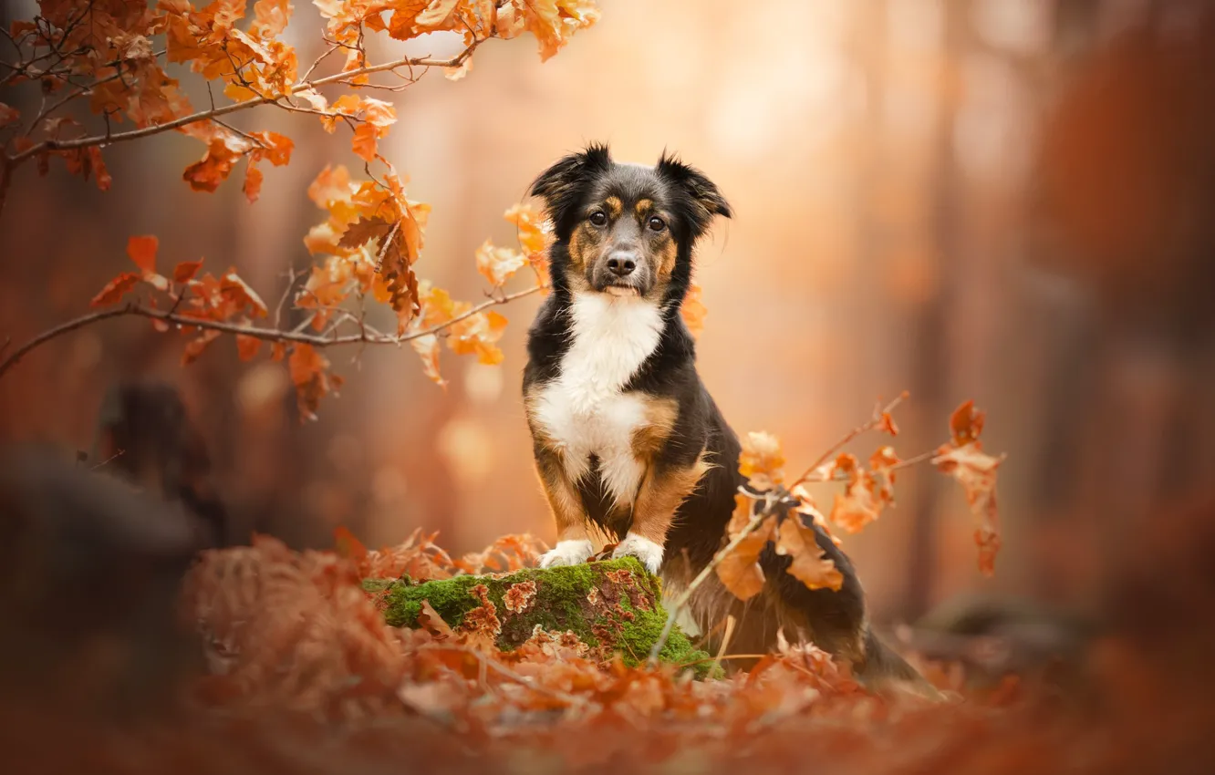 Фото обои осень, ветки, пень, собака, боке