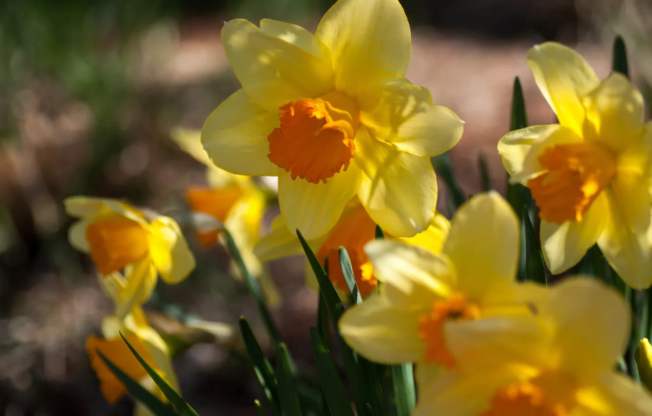 Фото обои цветы, весна, желтые, солнечно, нарциссы