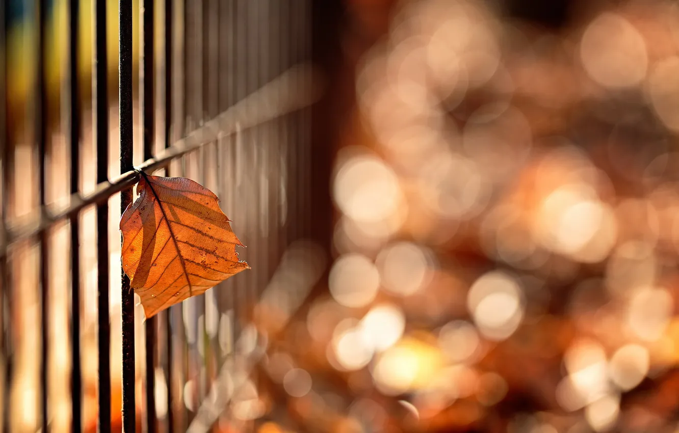 Фото обои nature, Hanging Leaf, Maruyama Park