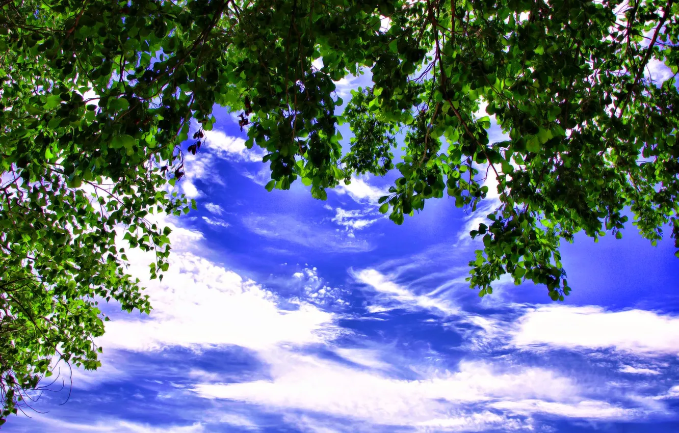 Фото обои небо, листья, облака, ветки, дерево